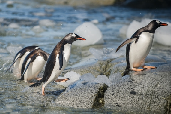 World Penguin Day