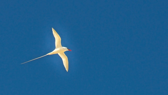 red billed tropic bird, m/v Plancius, atlantico odyssey 2017