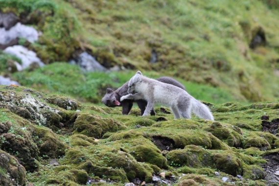 The list of 10+ how long does a fox live 5 Facts, pictures & more about Arctic Fox - Oceanwide Expeditions