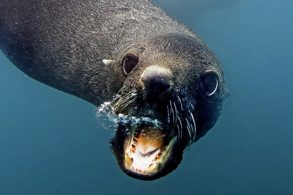 Sea Lion Smile