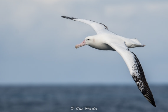 travel to ross island antarctica