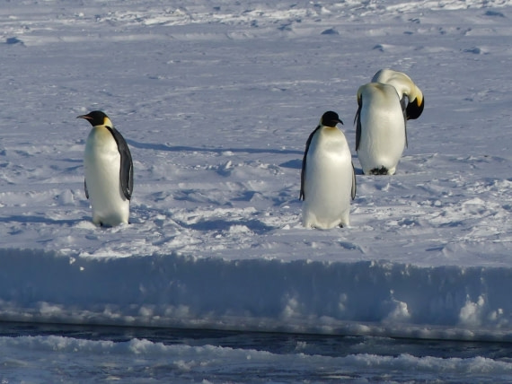 emperor penguin predators