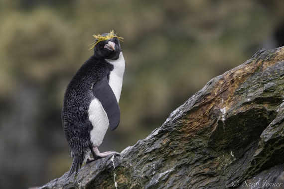 macaroni penguin diet