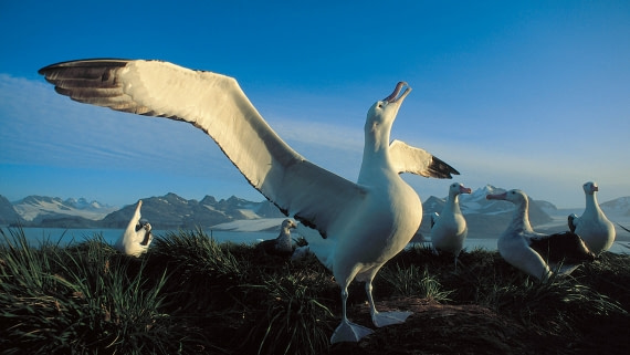 what does a wandering albatross eat