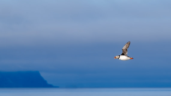 norway cruise to svalbard