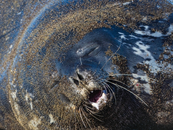 Weddell seal