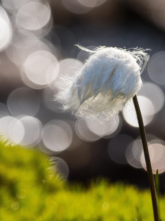 Cotton grass in the sun