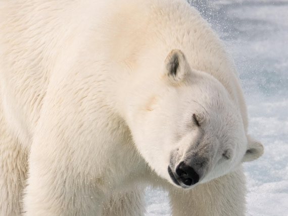 Polar bear shaking off water