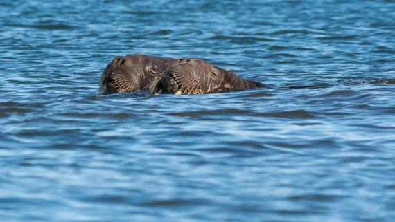 Walruses