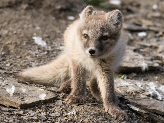 little arctic fox