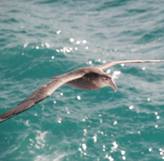 Petrel on the move