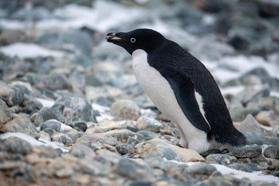 Adelie Penguin