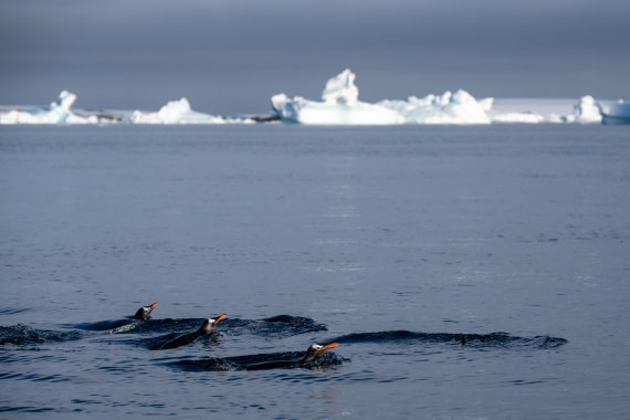 Gentoo's