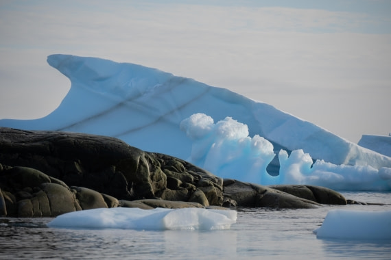 Shark Iceberg