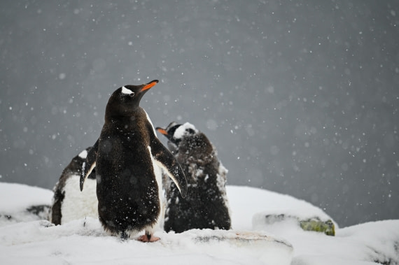 Snow on Gentoo Penguins