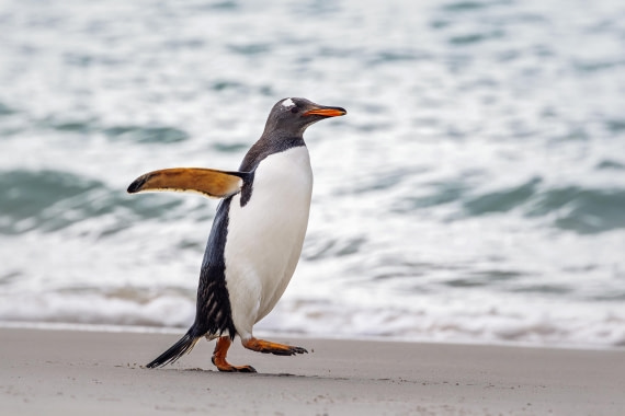 A Run on the Beach (Een run op het strand)