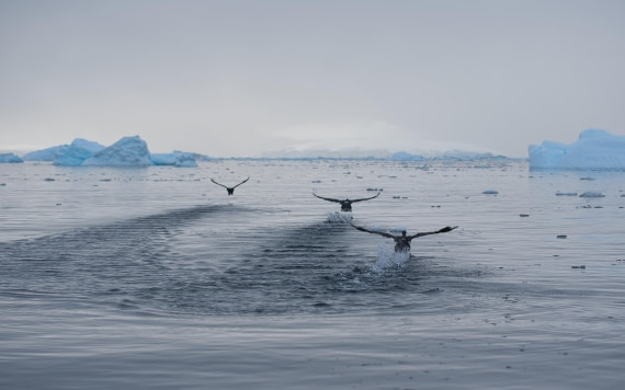 Stages of flight