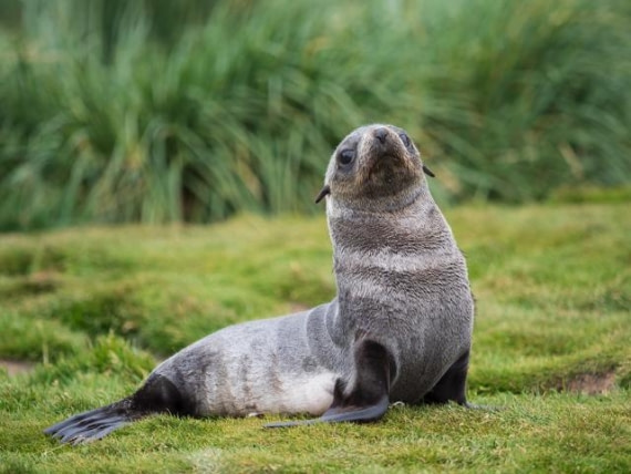 South Georgia Island | Travel to South Georgia & South Sandwich Islands