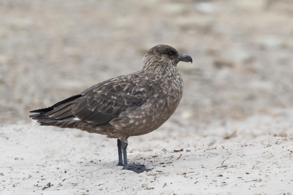 Brown Skua on Carcass Island