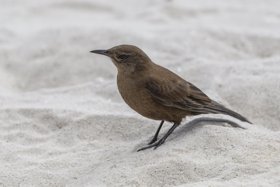 Blackish Cinclodes on Carcass Island