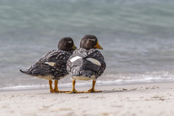Falkland Steamer-Ducks on Carcass Island