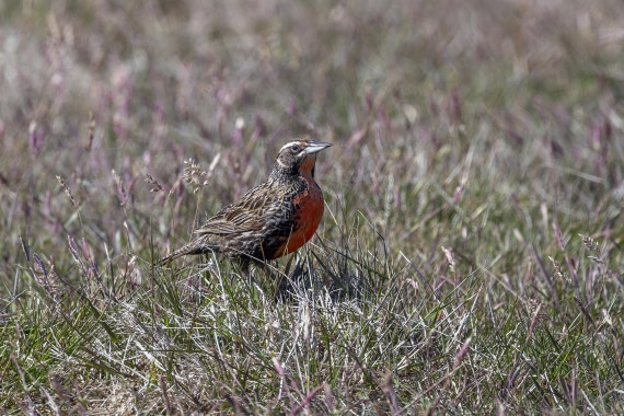 Long-tailed Meadowlark on Carcass Island