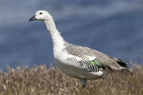 Upland Goose (male) on Carcass Island