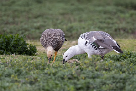 Upland Goose (female and male) on Carcass Island