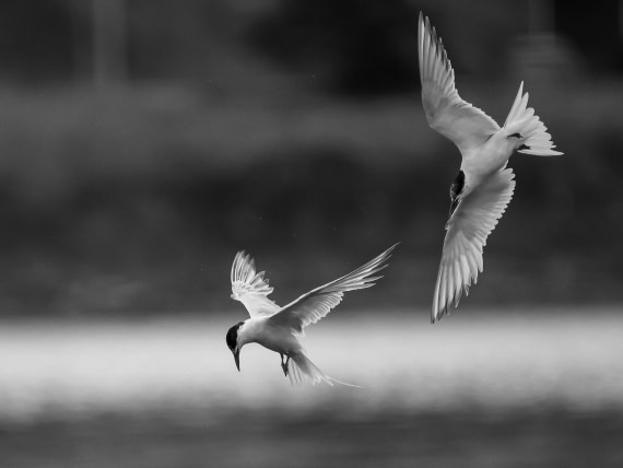 Antarctic tern hunting