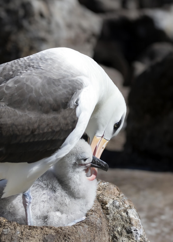 A Parent's Kiss (De kus van een ouder}