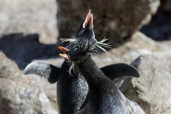 So Much Commotion! (zoveel commotie!)