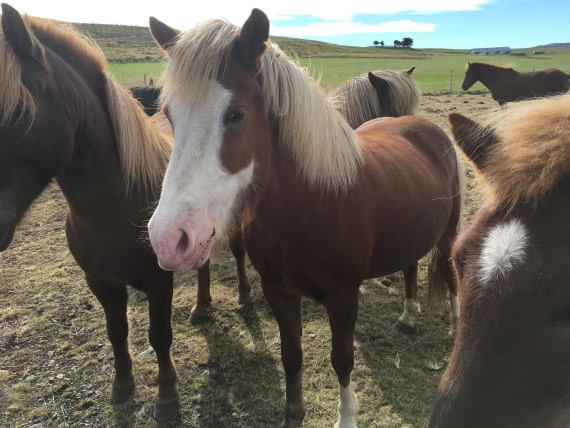 Icelandic horse