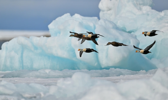 King Eiders passing Iceberg