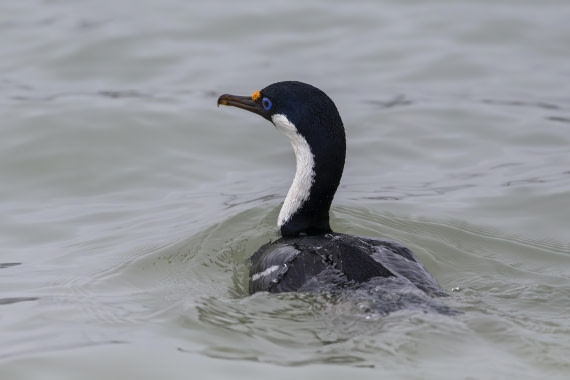 South Georgia Shag at Fortuna Bay