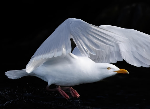 Glaucous gull