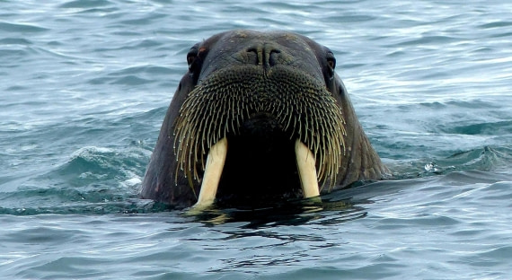 Walrus bij Poolepynten.