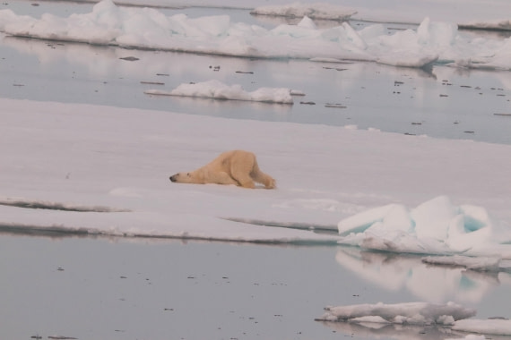 Polar Bear on Ice_Day5