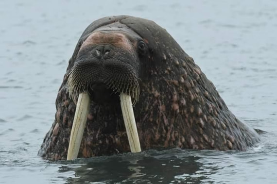 Curious Walrus