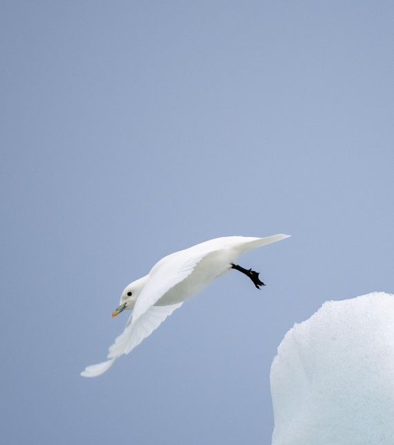 Ivory Gull take-off