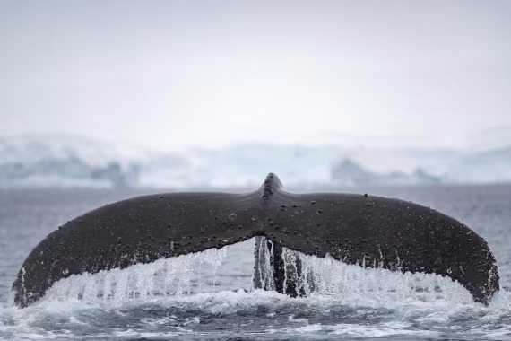 A whale of a tail