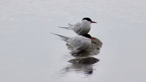 I like birds