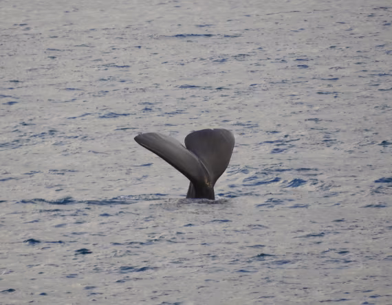 A unique encounter: Sperm Whales at Isfjorden!