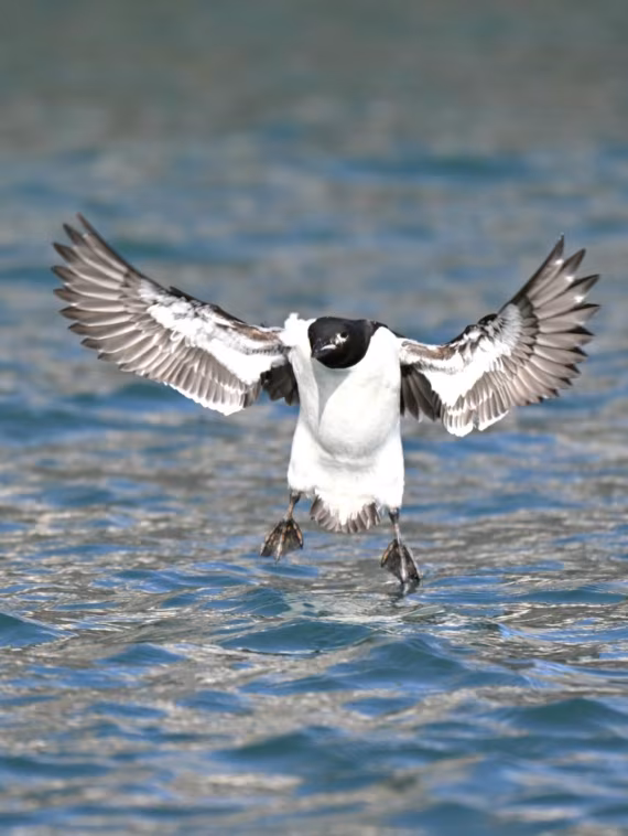 puffin
