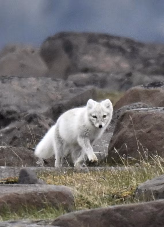 Fox on the rocks