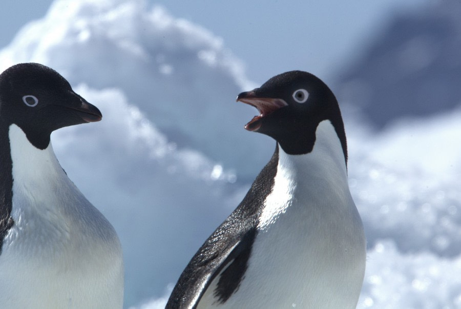 Adélie Penguins