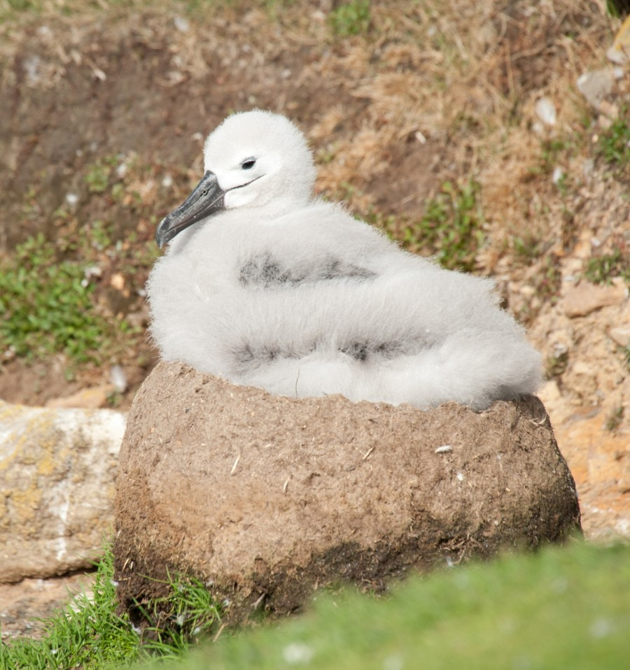 Black-browed Albatross chick