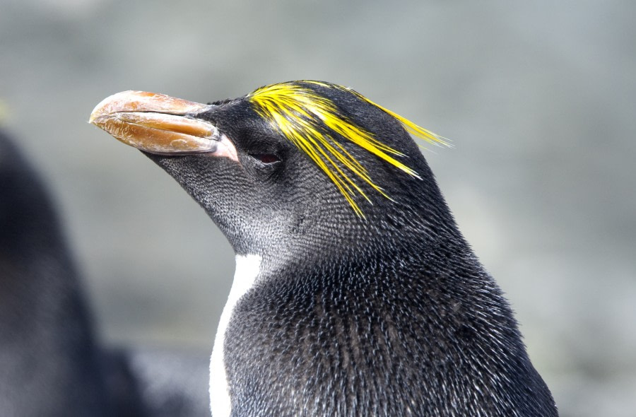 Macaroni Penguin