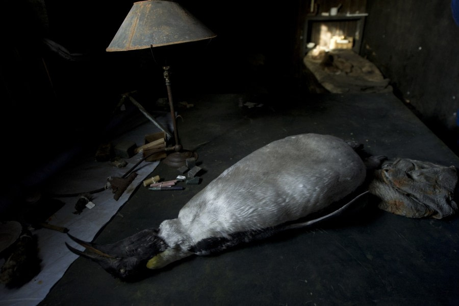 Antique stuffed King Penguin, Ross Sea