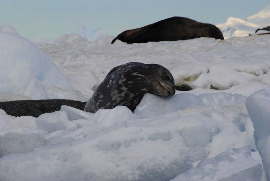 Weddell Seals