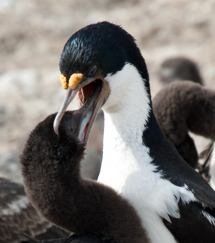 Blue-eyed shag feeding